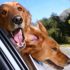 ¿Por qué los perros les gusta pasear en coche?